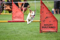 /album/agility-saba/a424193-2426194949493-684318570-n-jpg/