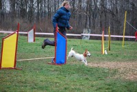 /album/agility-saba/a526879-2258349673466-1492161281-n-jpg/