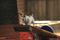 /album/agility-saba/a576643-2258328792944-210970111-n-jpg/