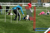 /album/agility-saba/a580118-2258332793044-1468161647-n-jpg/