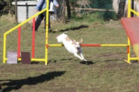 /album/agility-saba/a1623770-4048075415491-570308726-n-jpg/