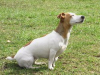 /album/poslusnost-triky-saba/brita-135-jpg/