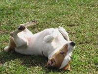 /album/poslusnost-triky-saba/brita-137-jpg/