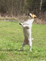 /album/poslusnost-triky-saba/brita-141-jpg/