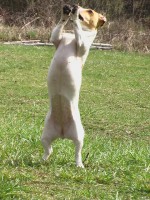 /album/poslusnost-triky-saba/brita-142-jpg/