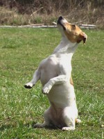 /album/poslusnost-triky-saba/brita-145-jpg/