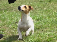 /album/poslusnost-triky-saba/brita-153-jpg/