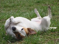 /album/poslusnost-triky-saba/brita-163-jpg/