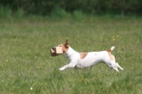 /album/poslusnost-triky-saba/img-9046-jpg/