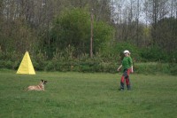 /album/sport-kynologie-axis-nieder-bohemia/img-9089-jpg/